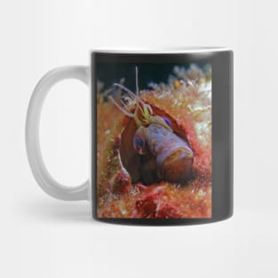 The Curious Face of a Seaweed Blenny Mug